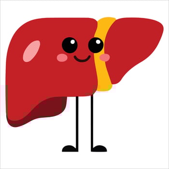 Cheerful anthropomorphic liver illustration. Smiling organ character promoting health concepts, perfect for clinic posters and anatomy infographics. vector