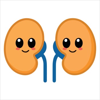 Adorable kidney mascot with smiling face. Friendly anatomy illustration ideal for children health materials and urology themes. vector