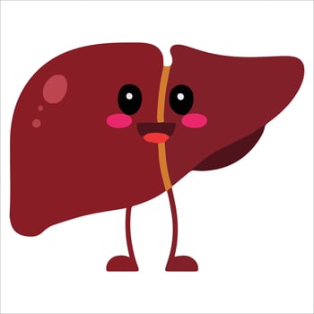 Happy cartoon liver character standing upright. Playful healthy organ illustration isolated on white, ideal for medical education and wellness campaigns. vector