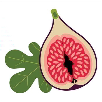 Slice of purple fig with seeds and leaf in modern style illustration isolated on white, perfect for organic food branding and Mediterranean recipe visuals. vector