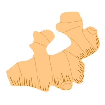 Galangal Root Illustration Traditional Herb vector