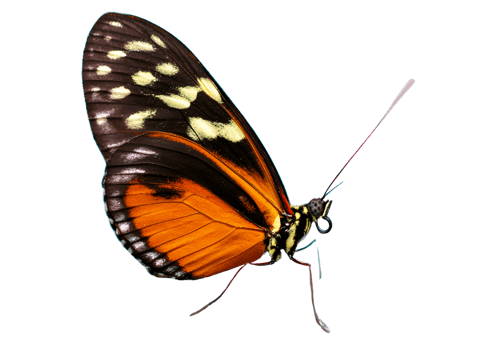 Elegant butterfly with a transparent background ideal for nature-themed graphics. png