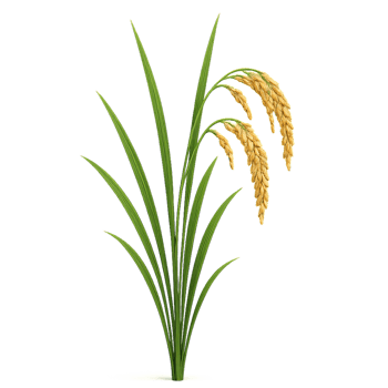 Three-Dimensional Rice Plant Illustration for Visual Design Use png