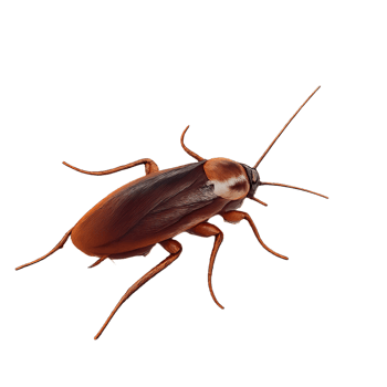 Realistic Cockroach with Detailed Texture and Anatomy Features png