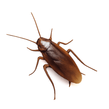 Realistic Cockroach In High Detail Looking Realistic and Lifelike png