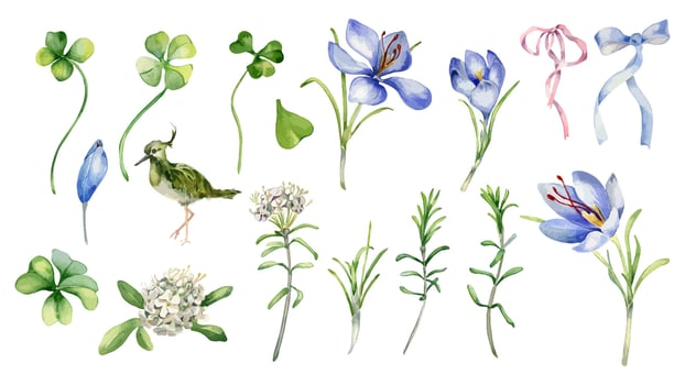 Clover, crocus and wild rosemary watercolor clipart hand drawn. Set of white blue flowers isolated. Painted bird, ribbon bow and blooms. Spring flora, lucky shamrock for design Easter, St. Patrick. vector
