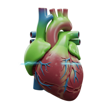 A colorful 3D render of a human heart is shown with a vibrant electrocardiogram, suggesting the importance of cardiac health and for medical illustration. png