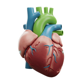 An illustration of a human heart is displayed with a light blue heartbeat graphic, representing a vital organ for educational purposes. png