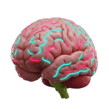 A human brain is displayed with pink and cyan neon lines accentuating its structure, suitable for use in science and education. png