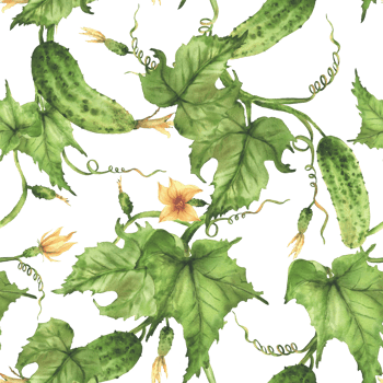 Cucumber seamless pattern. Growing plant with crop of vegetables, flowers, buds and curly tendrils. Hand drawn watercolor illustration for farm crop packaging, fabric design. Isolated from background png