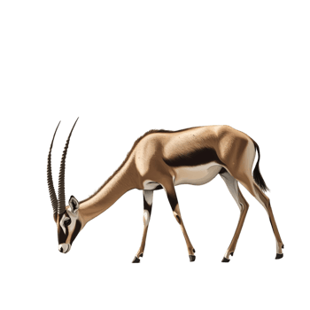 Antelope in Grazing Pose with Realistic Texture png