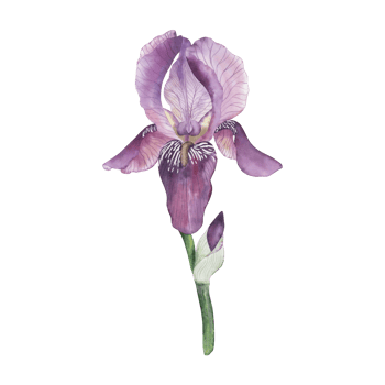 Violet iris with an unsuccessful bud on a green stem. The flower is painted with watercolor in delicate pastel colors in a botanical style. For wedding invitations, goals of design, packaging, cards png