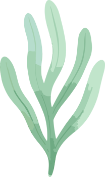 Seaweed watercolor illustration png