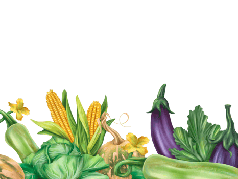 Frame of autumn harvest of ripe pumpkins, cabbage, corn, eggplant, zucchini. Fresh farm vegetables, healthy organic food. Garden plants, agriculture. Nature agronomy rural life. Isolated illustration png