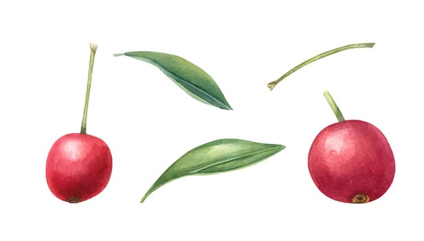 Red berries with green leaves illustration vector