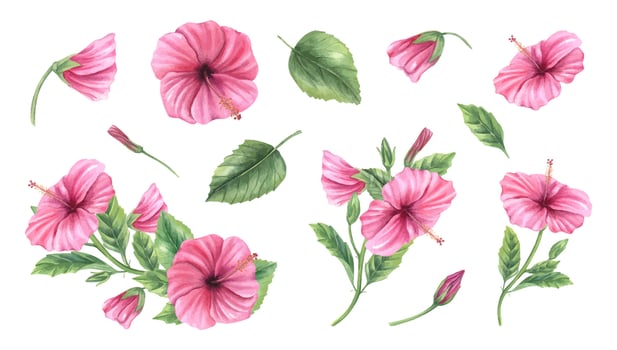 Pink hibiscus flowers and leaves illustration vector