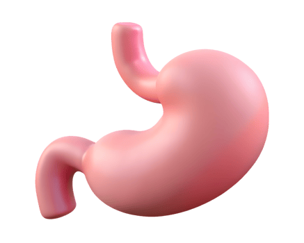 A 3d illustration of a human stomach png