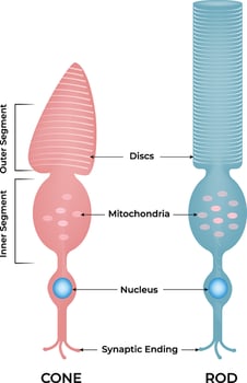Cone and Rod Cells Structure of Photoreceptors in the Retina Design vector