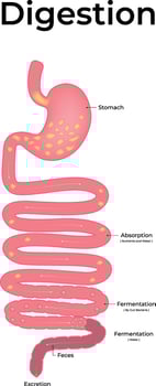 Diagram of the Digestive System vector