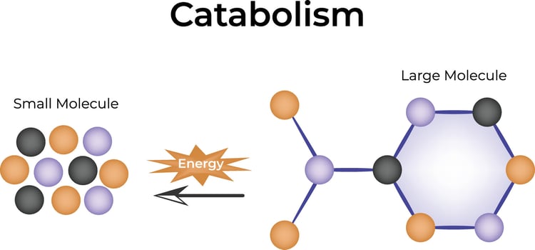 Catabolism, Small Molecule, Large Molecule, Energy, Illustration vector
