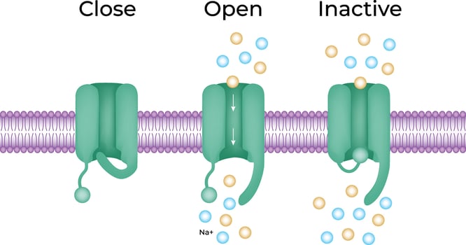 Ion Channel States Close Open and Inactive Illustration vector