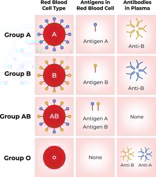 Blood Type Chart Antigens Antibodies and Blood Group Compatibility vector