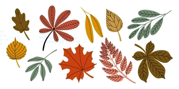Autumn Leaves Set, Hand Drawn Flat Illustration vector