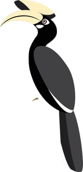Oriental pied Hornbill, Anthracoceros albirostris vector