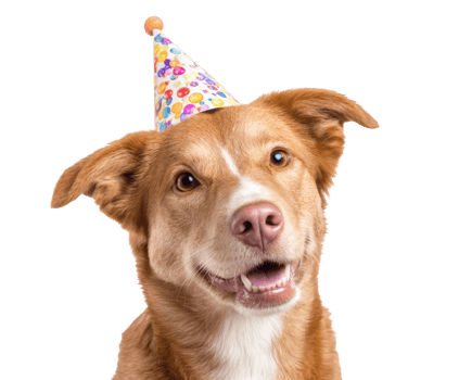 Party with a joyful dog in a fun party hat png