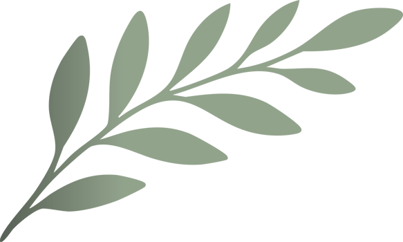 muted green botanical branch with stylized oval leaves png
