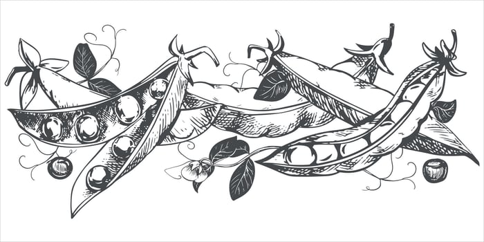 Green pea pods with leaves, flowers, seeds and tendrils lie on the table. sketch in engraving technique. Useful legume crop. Peas are hand-drawn with ink on a white background. vector