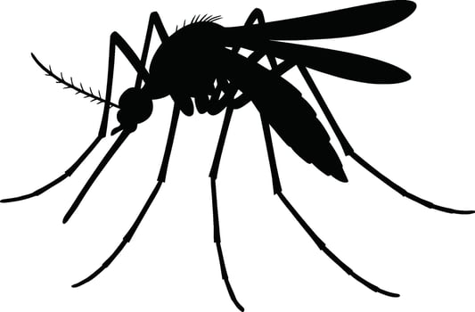 Dengue Mosquito Silhouette Side Profile vector