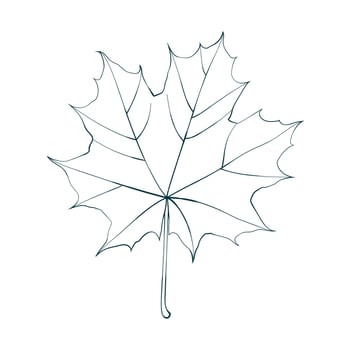Hand-drawn maple leaf sketch picture isolated on white background. Line style illustration. vector