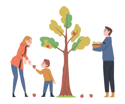 Young Man and Woman with Their Kid Picking Apples from Tree Illustration vector