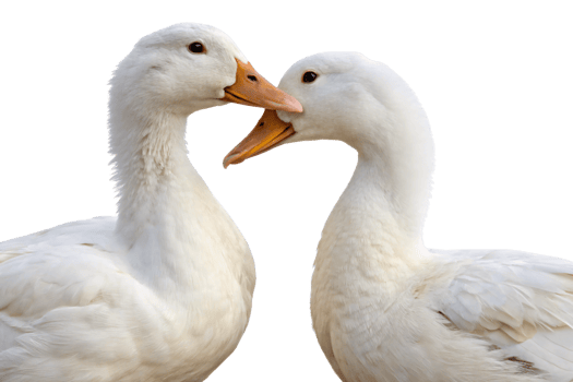 Two white geese appearing to argue or fight with open beaks facing each other aggressively, isolated on a transparent background png