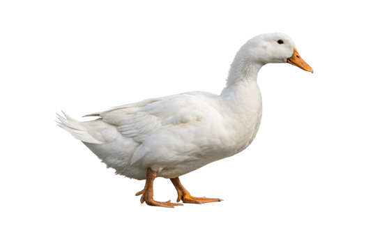 White domestic goose standing upright with orange beak and orange webbed feet visible, isolated on a transparent background png