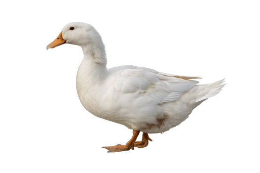 White domestic goose in side view with orange bill and webbed orange feet, isolated on a transparent background png