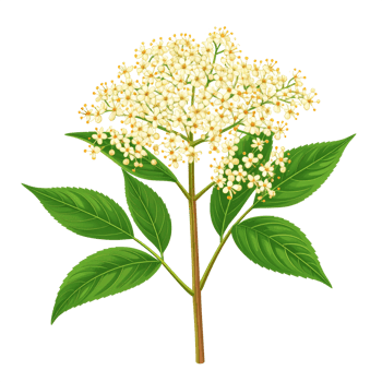 Elderflower Blossom with Green Leaves on Transparent Background png