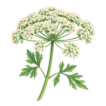 Detailed Botanical Illustration of White Flower with Green Leaves png