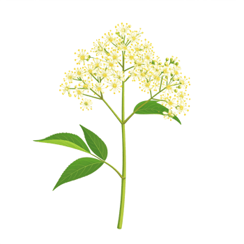 Detailed Elderflower Blossom with Green Leaves on Transparent Background png