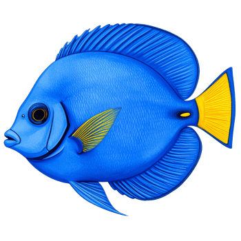 Blue Fish with Yellow Tail on Transparent Background png