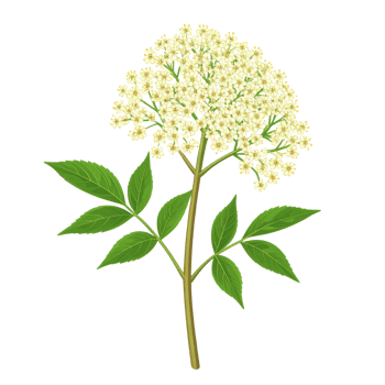 Elderflower Blossom with Green Leaves on Transparent png