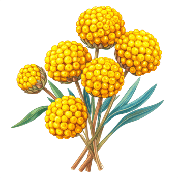 Vibrant Yellow Round Flower Illustration with Green Leaves png