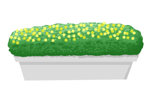 Green Bush with Tiny Yellow Flowers in Rectangular Planter png