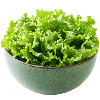 Fresh green lettuce leaves in a ceramic bowl isolated on transparent background png