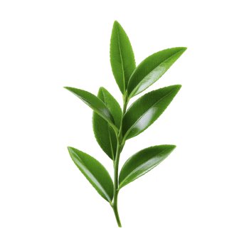 Vibrant green branch with glossy leaves, isolated on transparency background, showcasing nature simplicity and beauty. Perfect for botanical studies or design elements png