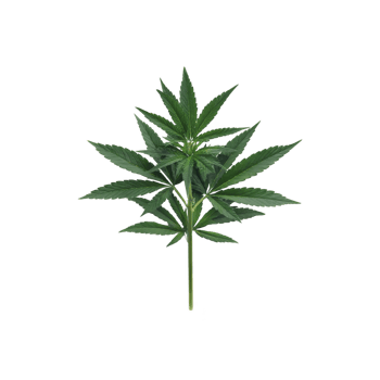 Single green cannabis leaf with multiple pointed leaflets, isolated on transparency background, showcasing its distinct shape and vibrant color png