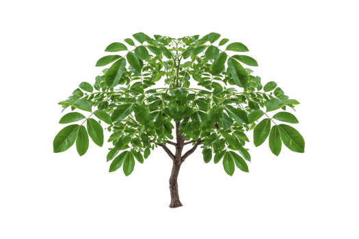 Lush green tree with full canopy of leaves, showcasing nature beauty and vitality. tree stands alone, symbolizing growth and life png