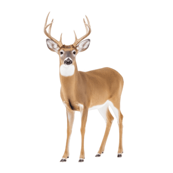 Majestic deer with large antlers stands gracefully, showcasing its elegant posture and natural beauty against plain background. animal alert expression and sleek fur highlight its wild charm png