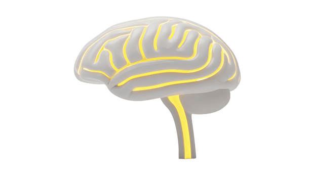 3D illustration of human brain with glowing yellow lines highlights neural pathways, symbolizing intelligence and creativity. transparency background emphasizes brain structure png